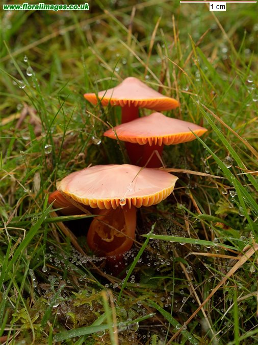 Hygrocybe coccinea