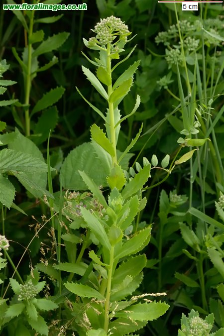 Hylotelephium telephium