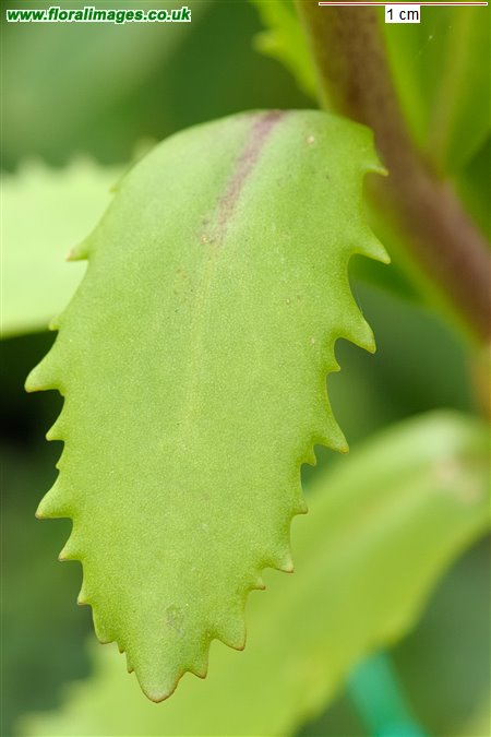 Hylotelephium telephium
