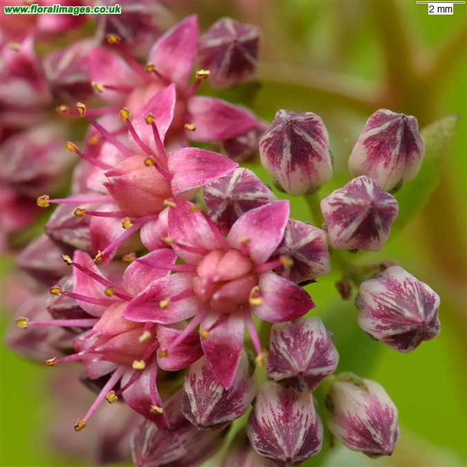 Hylotelephium telephium