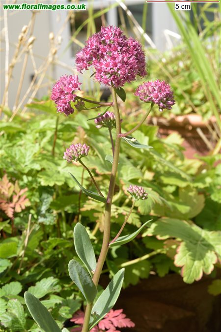 Hylotelephium telephium