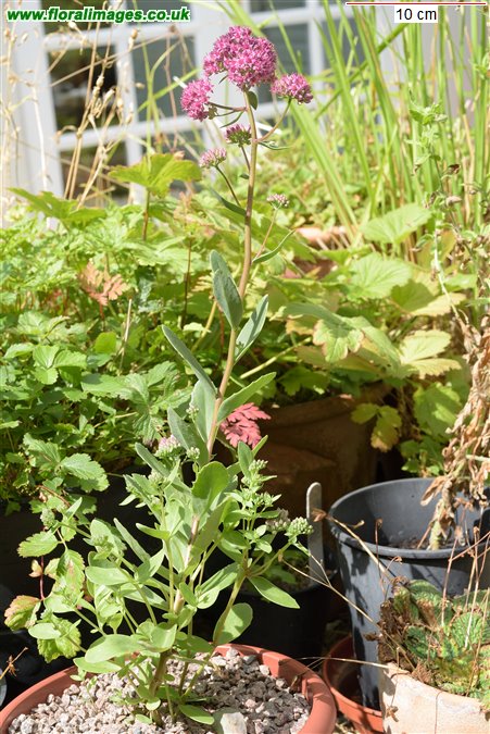 Hylotelephium telephium