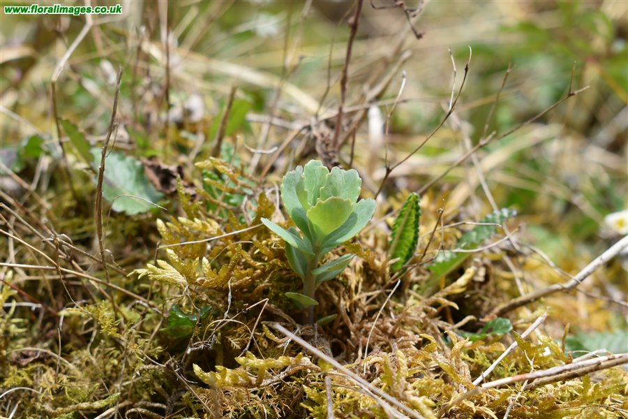 Hylotelephium telephium