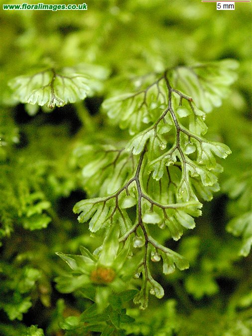 Hymenophyllum tunbrigense