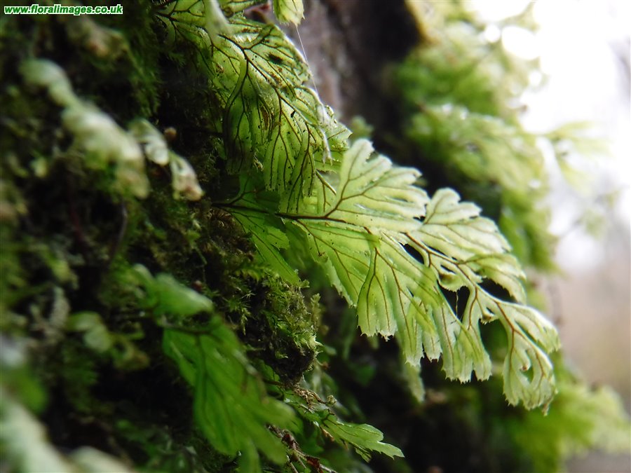 Hymenophyllum tunbrigense