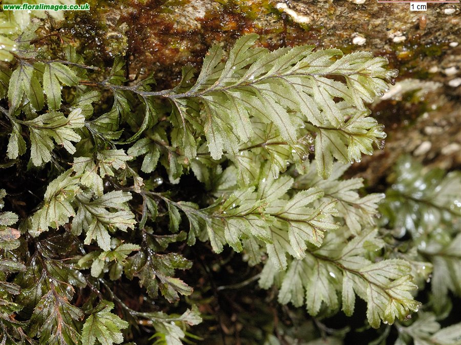 Hymenophyllum wilsonii