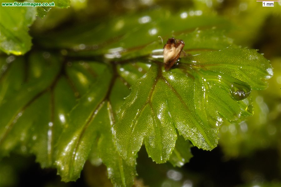 Hymenophyllum wilsonii