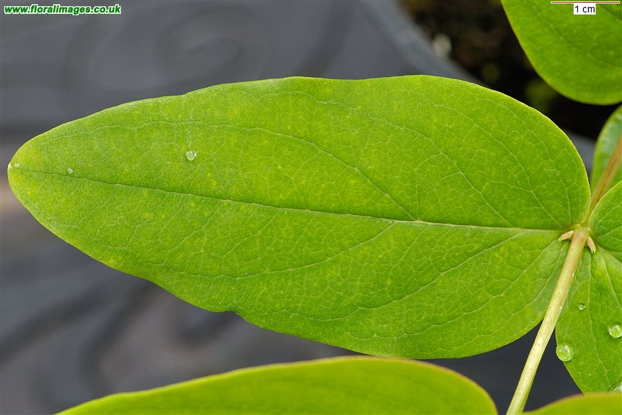 Hypericum androsaemum