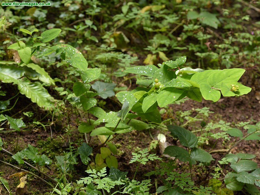 Hypericum androsaemum