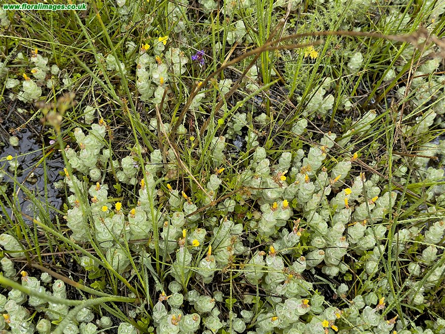Hypericum elodes