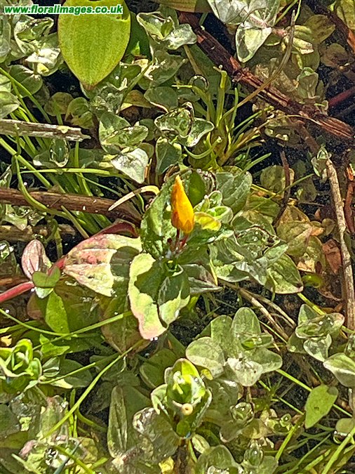 Hypericum elodes