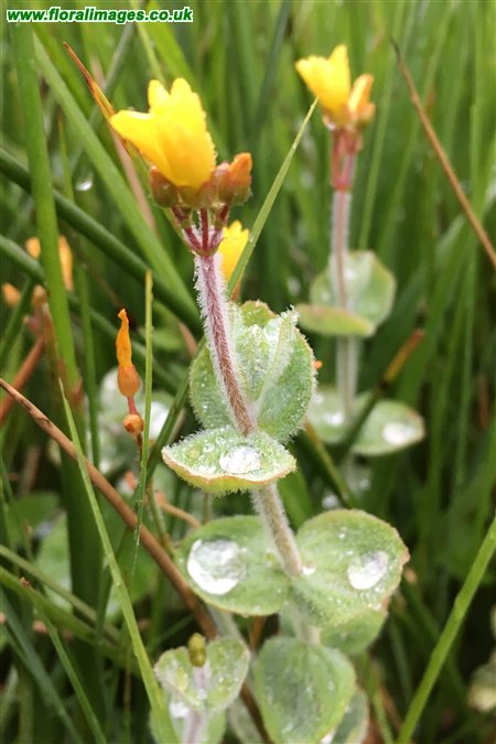 Hypericum elodes