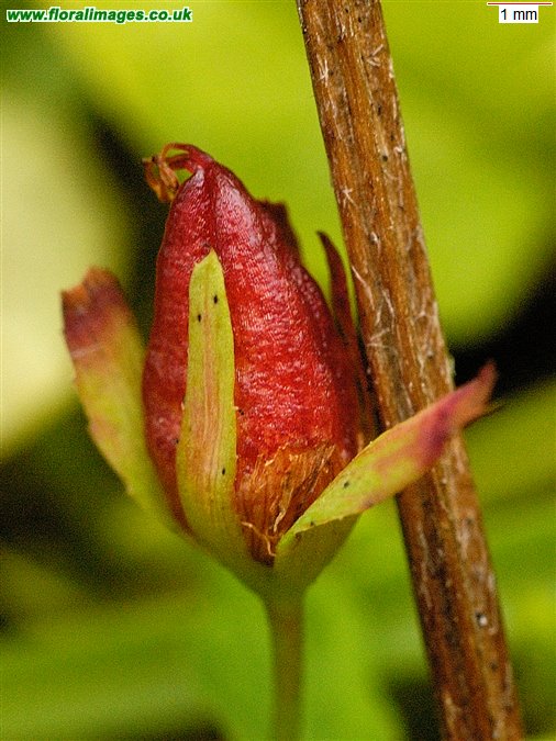 Hypericum humifusum