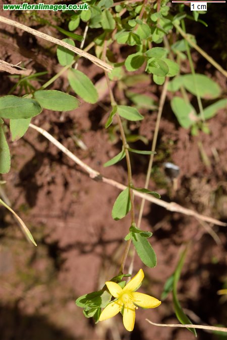 Hypericum humifusum