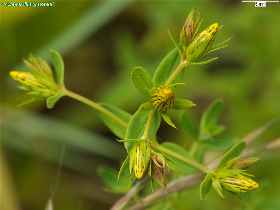 Hypericum perforatum