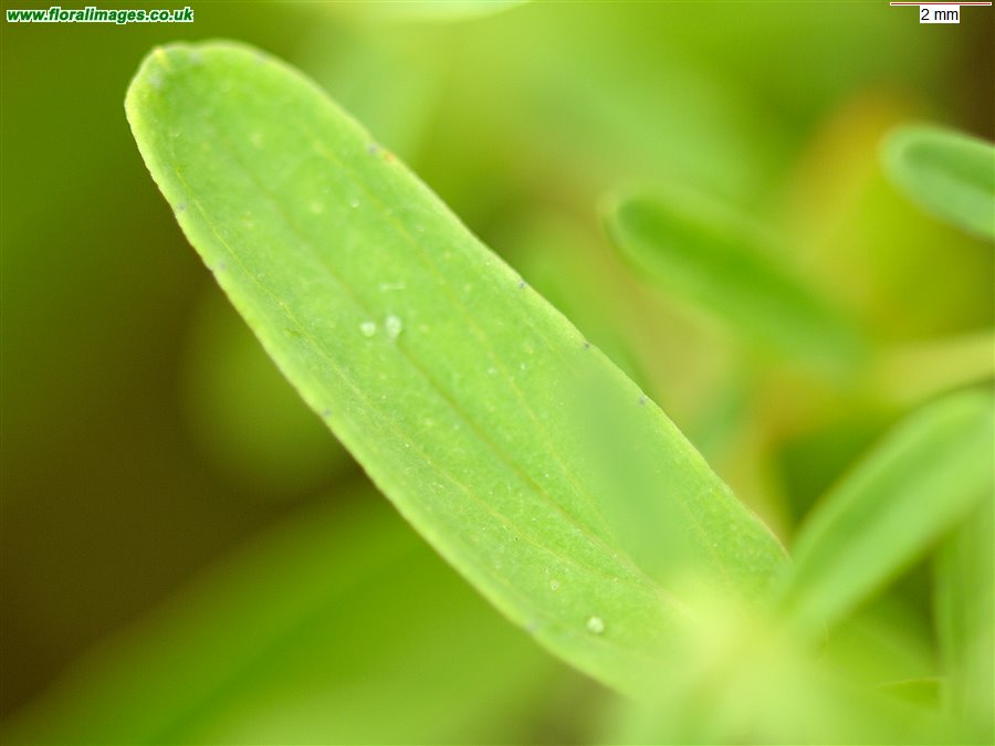 Hypericum perforatum