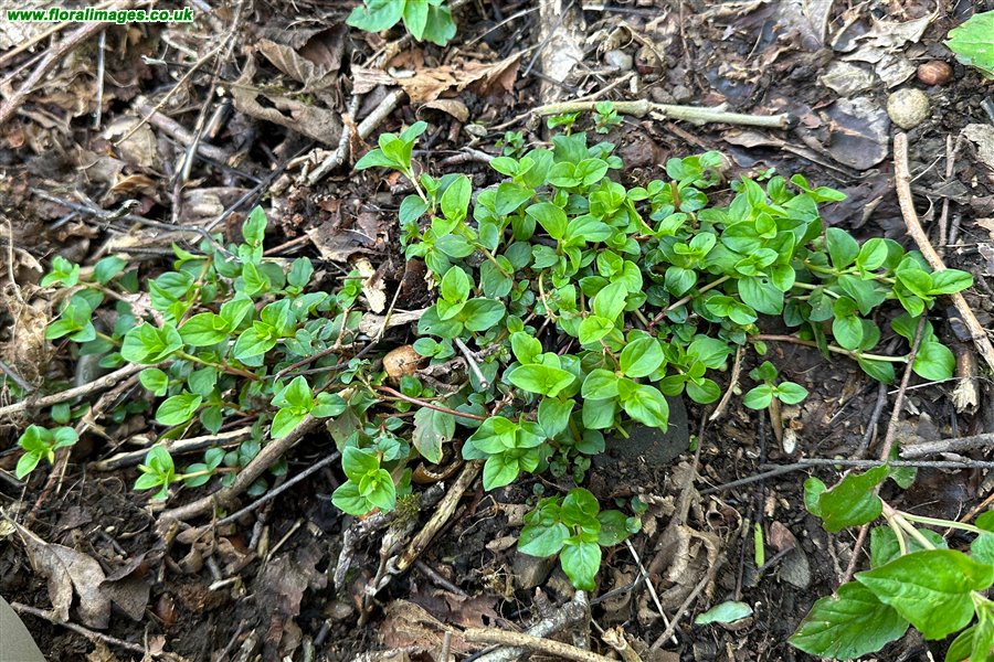 Hypericum pulchrum