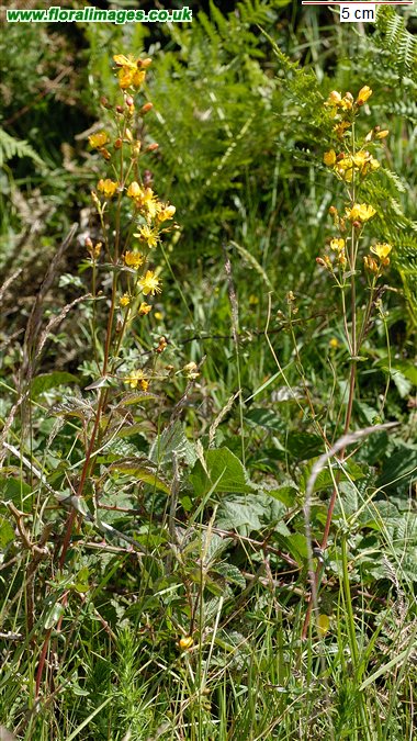 Hypericum pulchrum