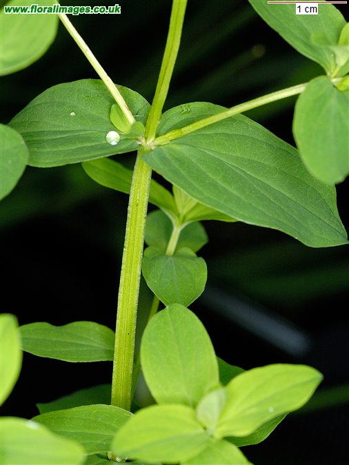 Hypericum tetrapterum