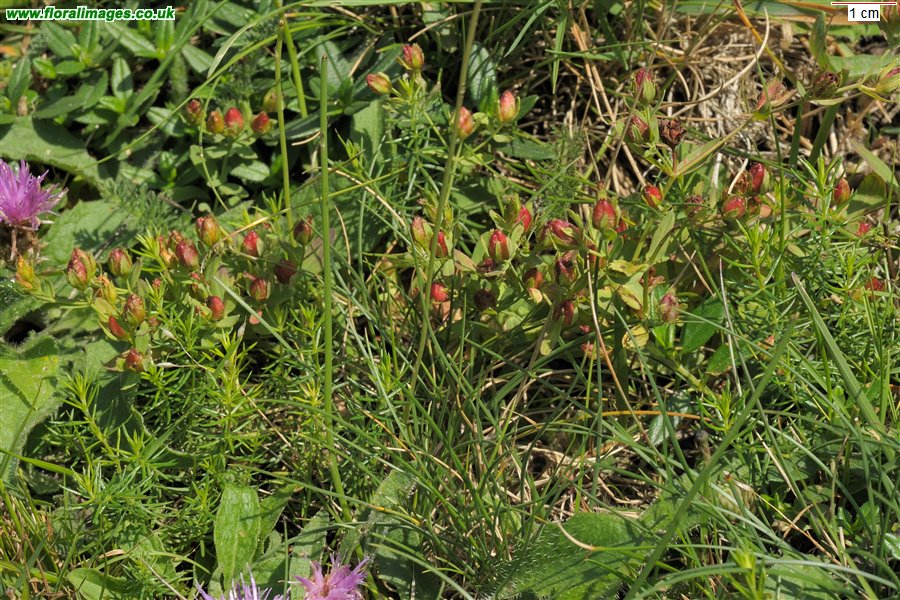 Hypericum x caesariense