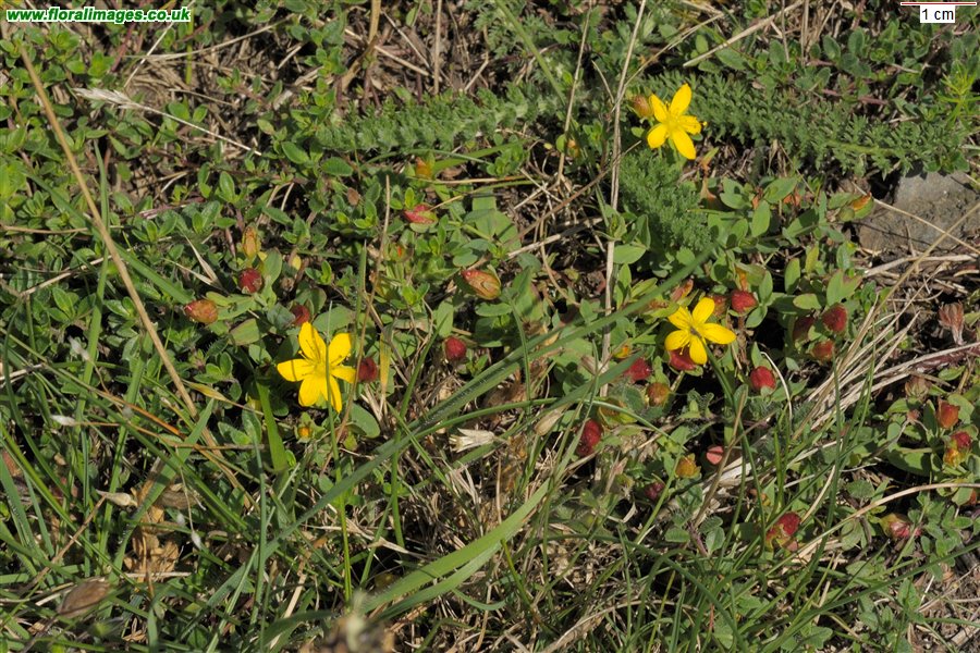 Hypericum x caesariense