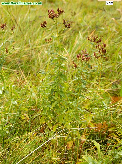 Hypericum x desetangsii