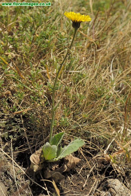 Hypochaeris maculata