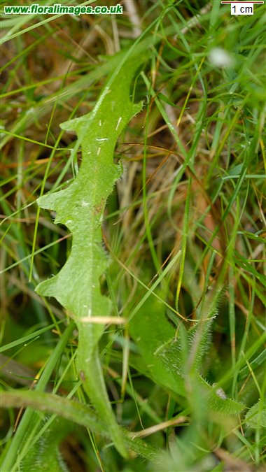 Hypochaeris radicata