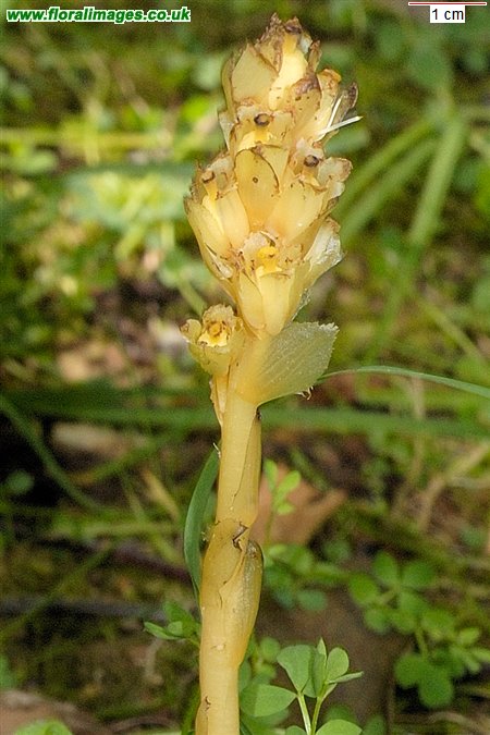 Hypopitys monotropa