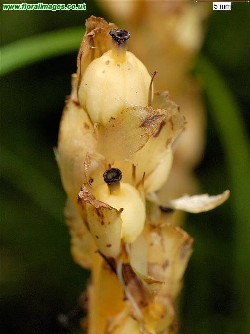 Hypopitys monotropa