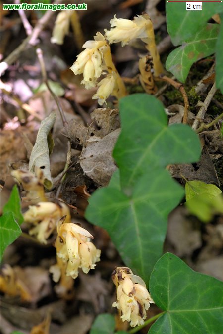 Hypopitys monotropa