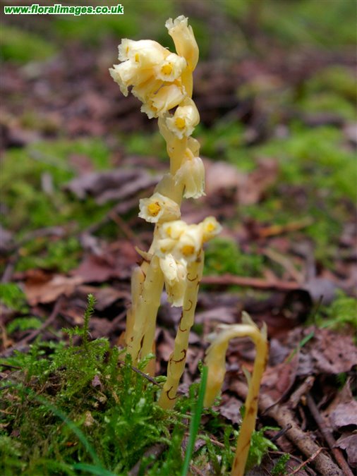 Hypopitys monotropa