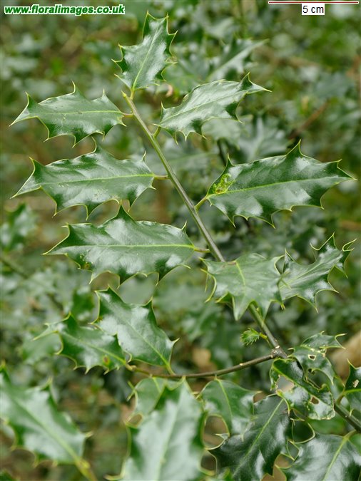 Ilex aquifolium