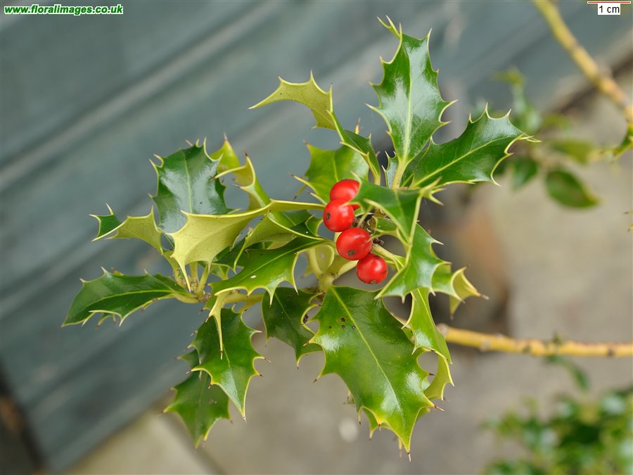 Ilex aquifolium