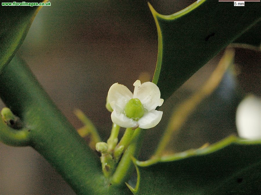 Ilex aquifolium