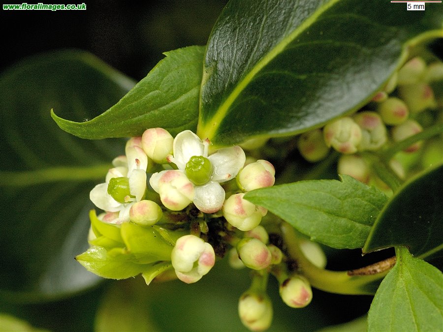 Ilex aquifolium