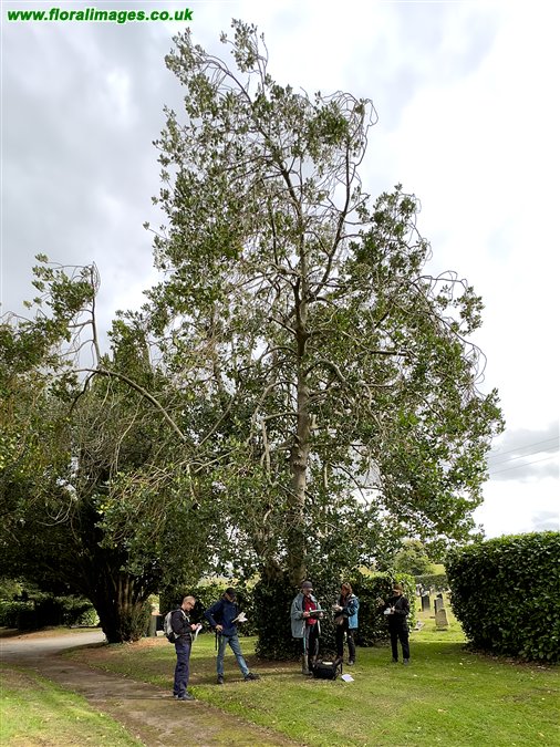 Ilex x altaclerensis