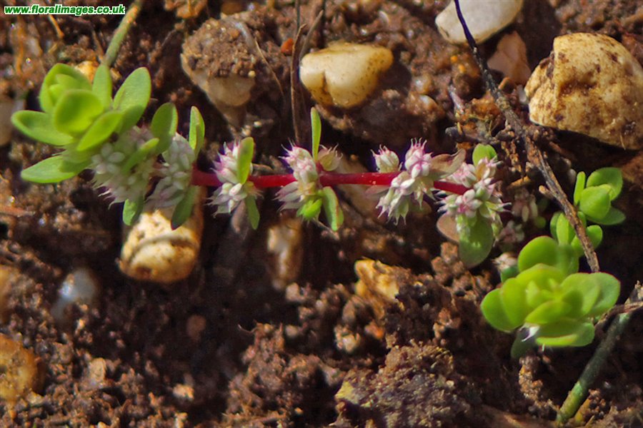 Illecebrum verticillatum