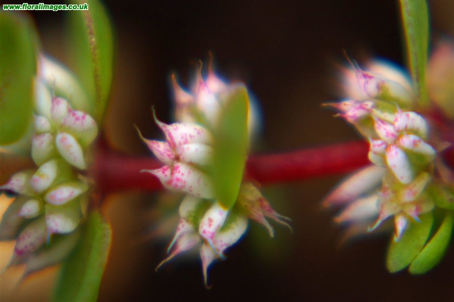 Illecebrum verticillatum