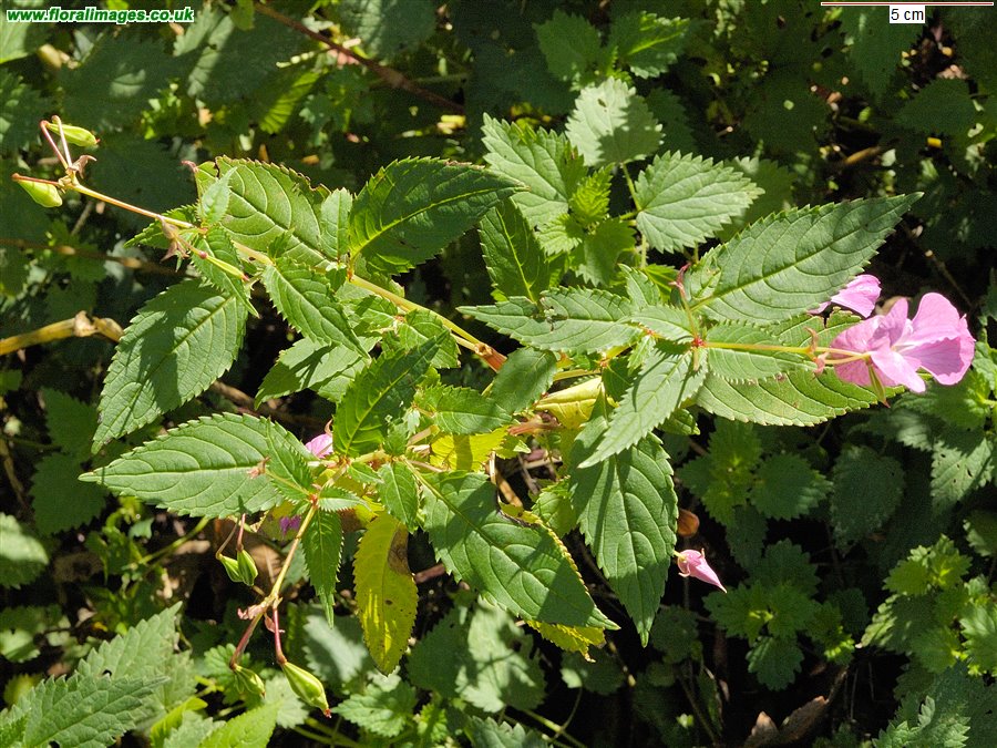 Impatiens glandulifera