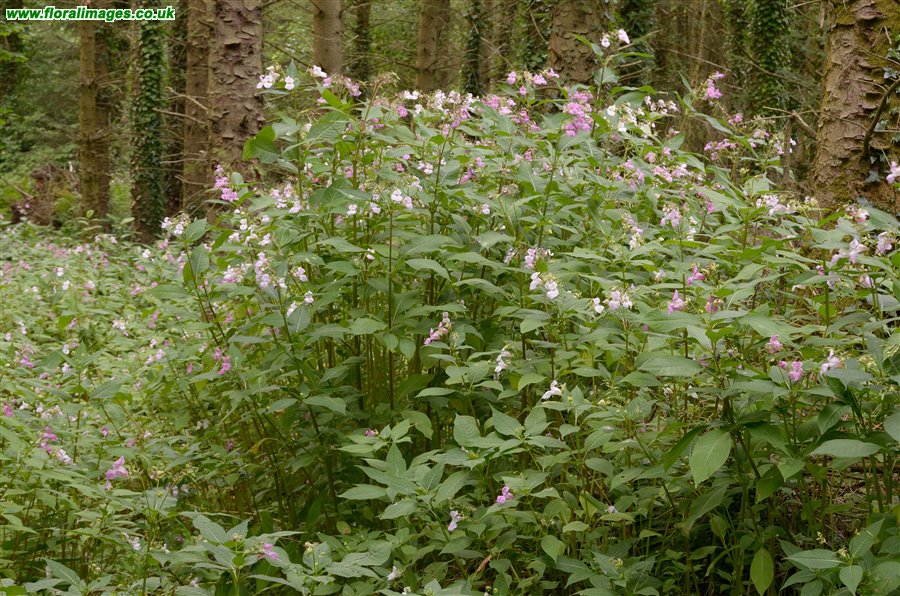 Impatiens glandulifera