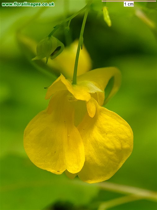 Impatiens noli-tangere