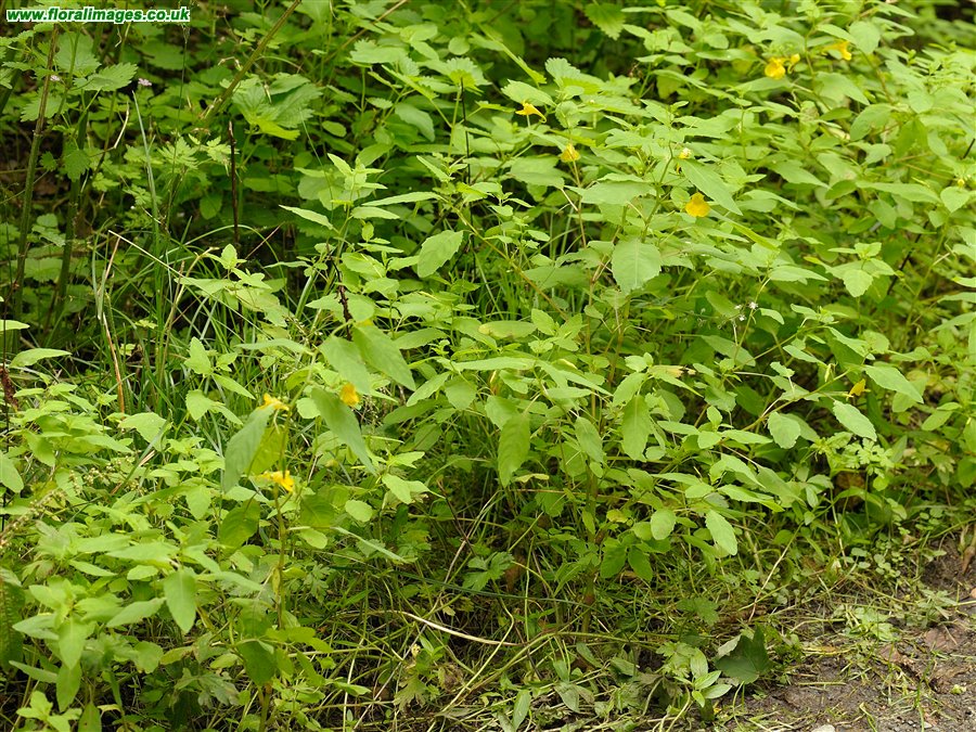 Impatiens noli-tangere