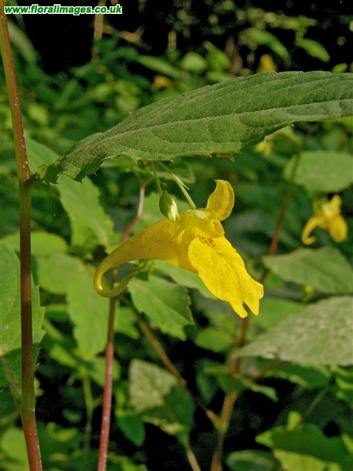Impatiens noli-tangere