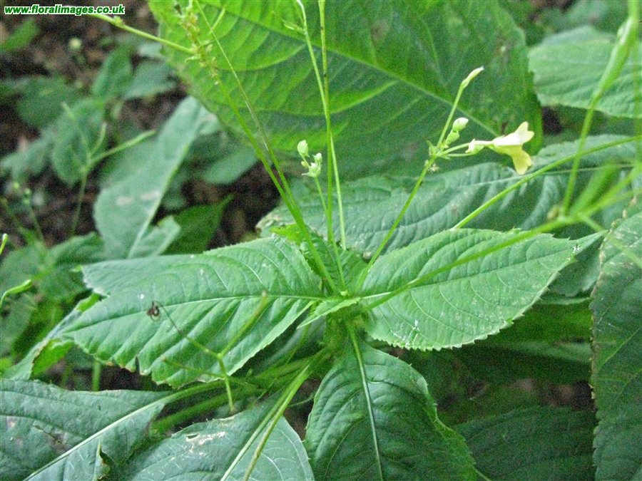 Impatiens parviflora
