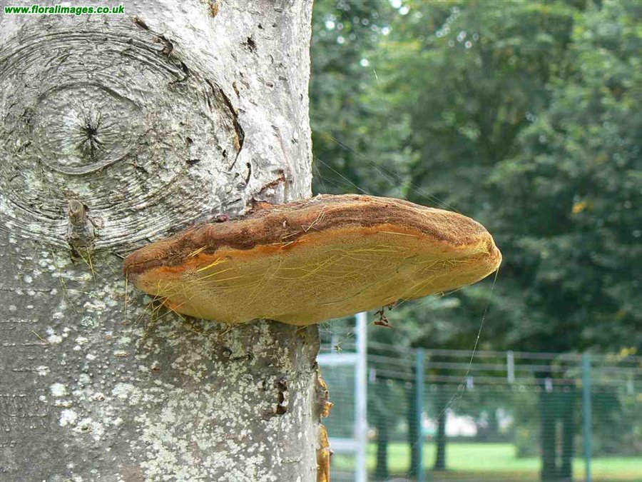 Inonotus hispidus