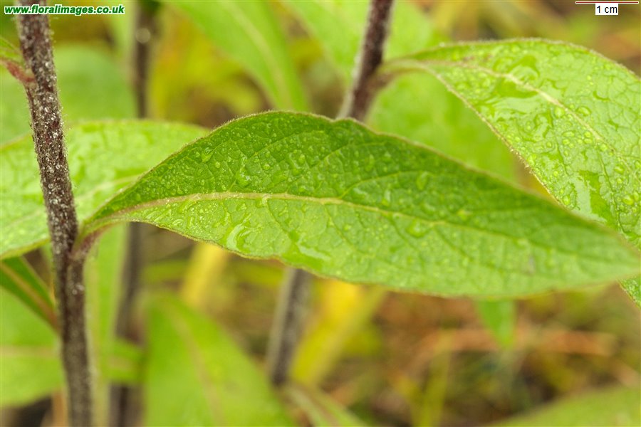 Inula conyzae