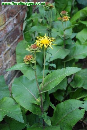 Inula helenium