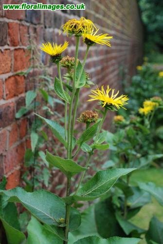 Inula helenium