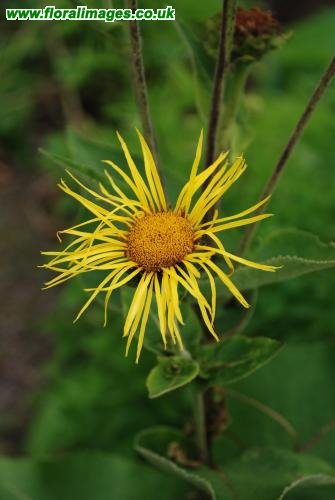 Inula helenium